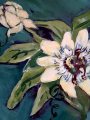 passiflora