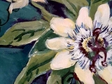 passiflora