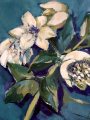 helleborus
