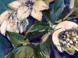 helleborus