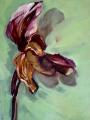 orchidee