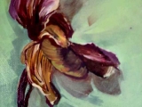 orchidee