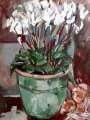 Azalea-in-pot-