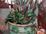 Azalea-in-pot-