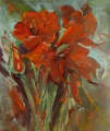 amaryllis