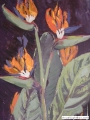 heliconia