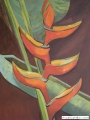 paradijsvogelbloem
