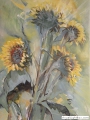 zonnebloem